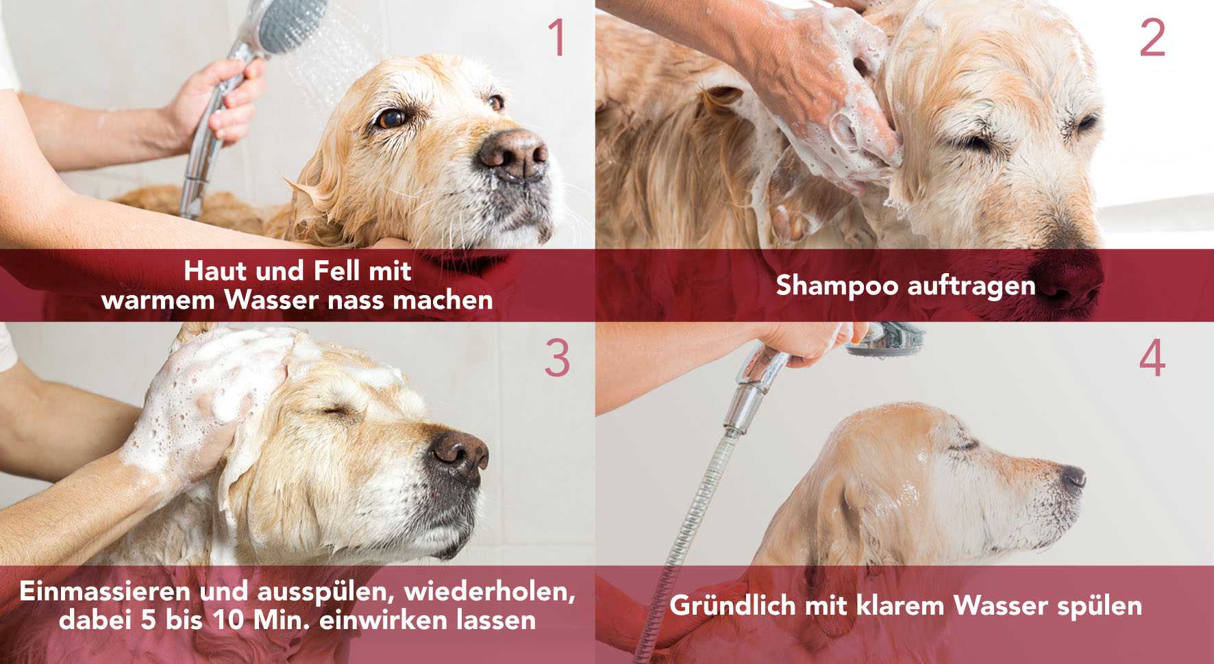Shampoonieren Hund.jpg