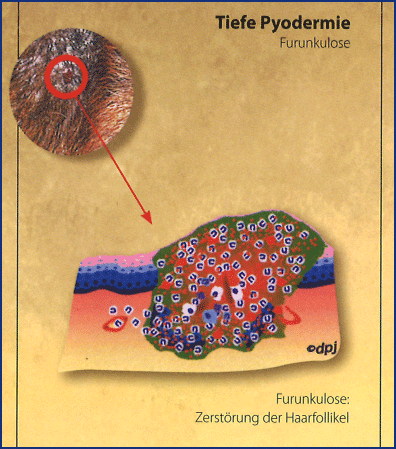 TP-Furunkulose.png