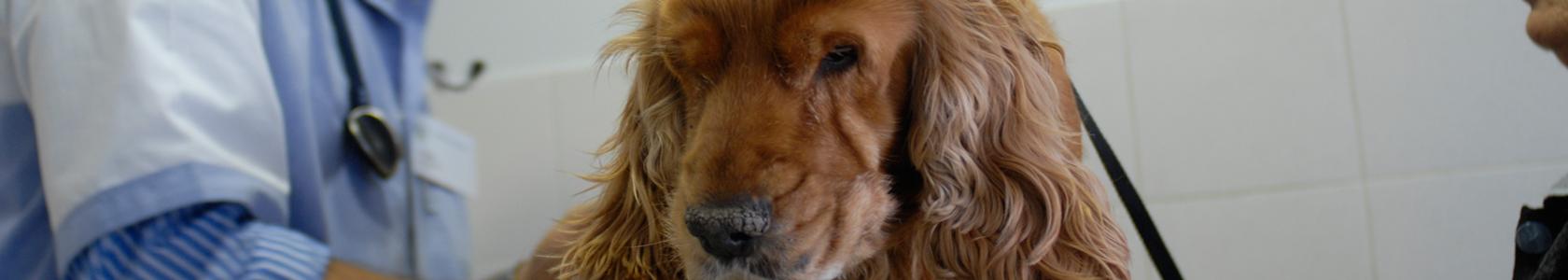 Hunde Und Katzen Shampoonieren Warum