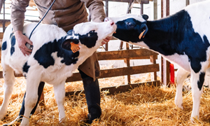 Die professionelle orale Rehydrationslösung