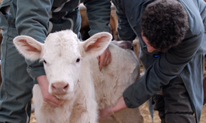 Elektrolyttränke mit Probiotikum