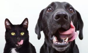 Zahnstein, Maulgeruch & Co.