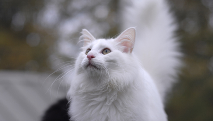 Was ist Feline Leukämie?