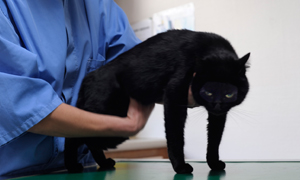 Geht ihnen etwas an die Nieren?