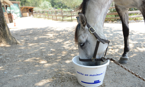 Pferde korrekt entwurmen