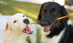 Richtig Zähneputzen