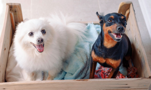 Gegen welche Krankheiten sollte Hunde geimpft werden?