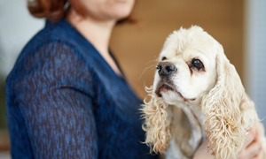 Hunde und Katzen shampoonieren. Warum?