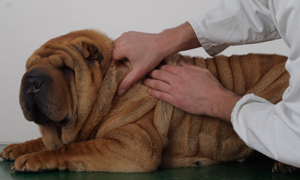 Bakterielle Hautinfektion