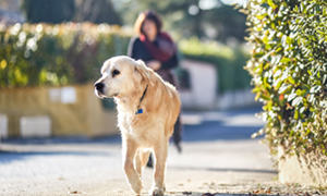 Was ist Leishmaniose?