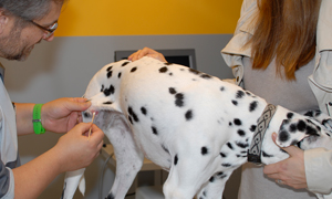 Haut und Fellprobleme