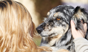 Hundeohren richtig reinigen